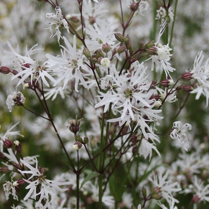 Anglo Aquatics Lychnis Flos-Cuculi ‘White Robin’ 1 Litre 3 Pack